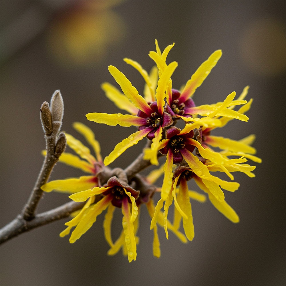 Refine Multi-Peptide Serum